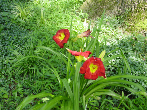 Daylily similar to cherry pie